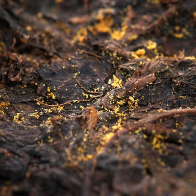 Pure Dark Tea Cake Shaanxi Chinese Kleine Vierkant Futea Brick