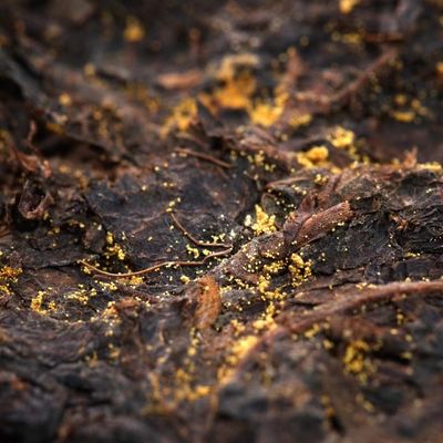 Officiële thee Zwarte thee Detox thee fabrikanten Traditionele ambachtelijke verwerking Tipe Geschikte voorwaarden